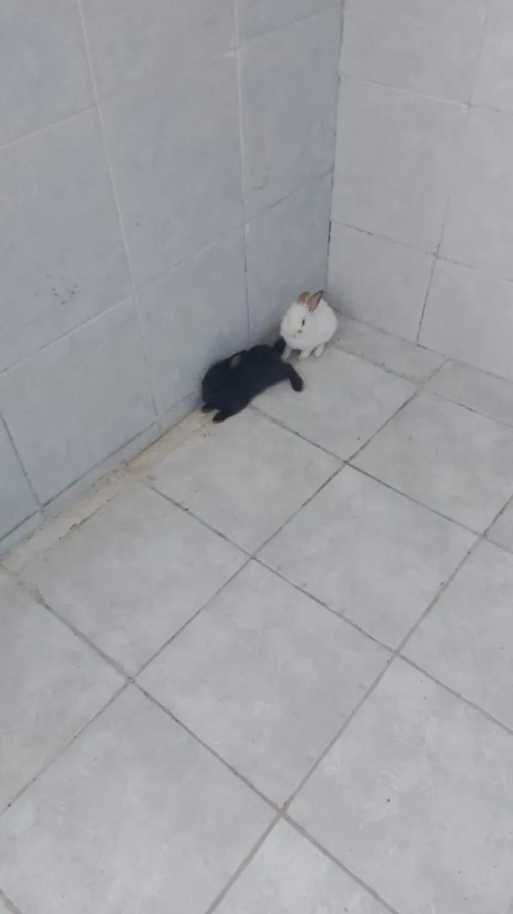 2 coelhos para doação - Foto 3