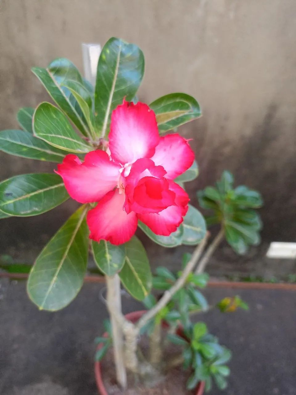 Rosa do deserto  - Foto 5