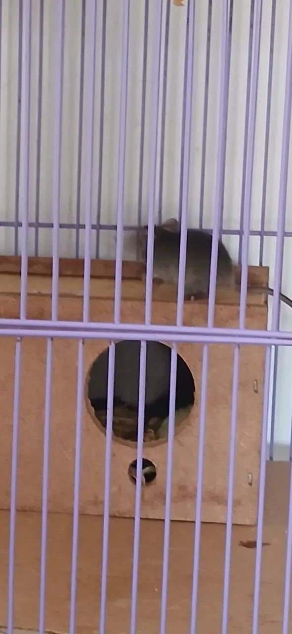 Mice64962660930435124