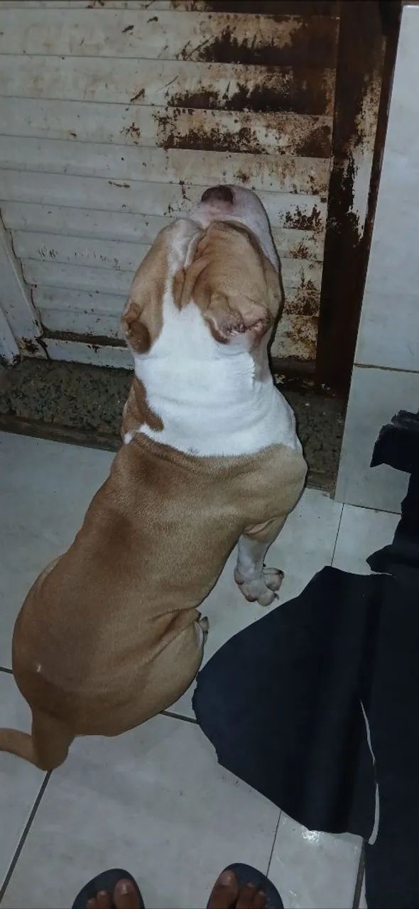 American bully (MACHO CHOCOLATE BRANCO) Para cruzar - Foto 4