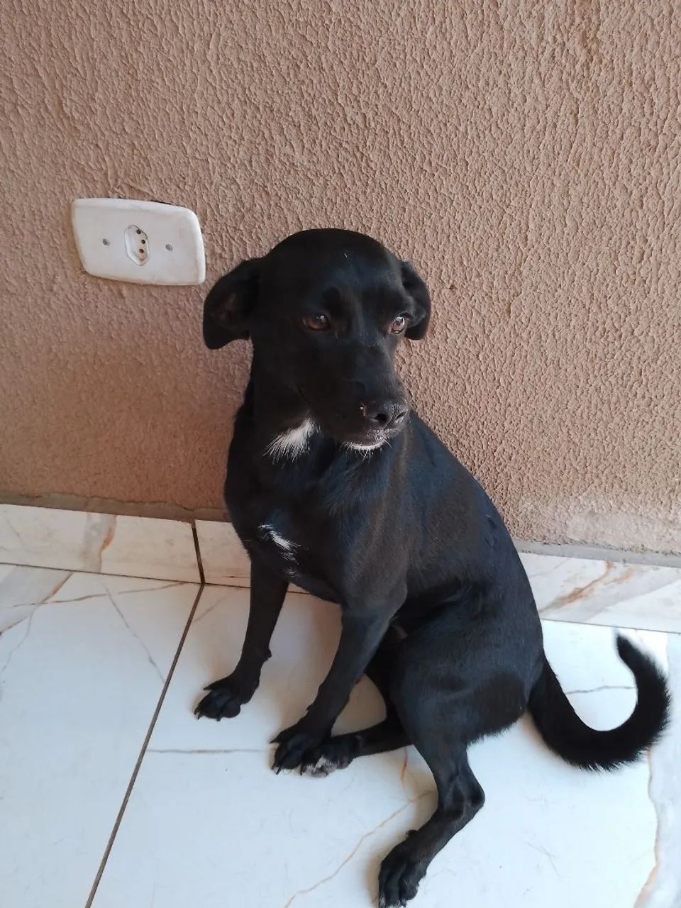 Adoção responsável  - Foto 2