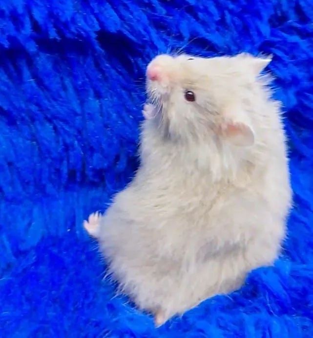 Hamster ursinho  - Foto 3