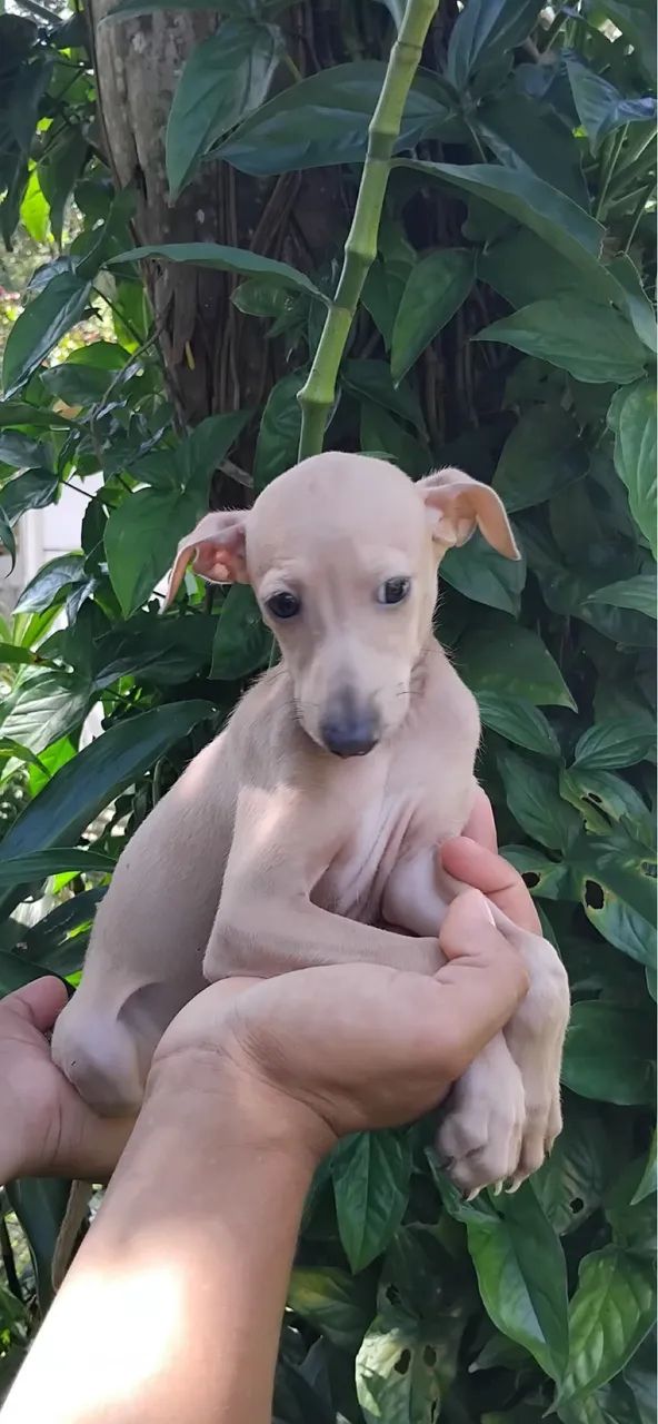 Galgo italiano macho - Foto 2