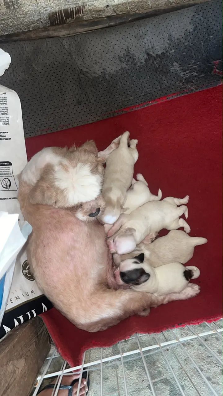 Cachorro  - Foto 2