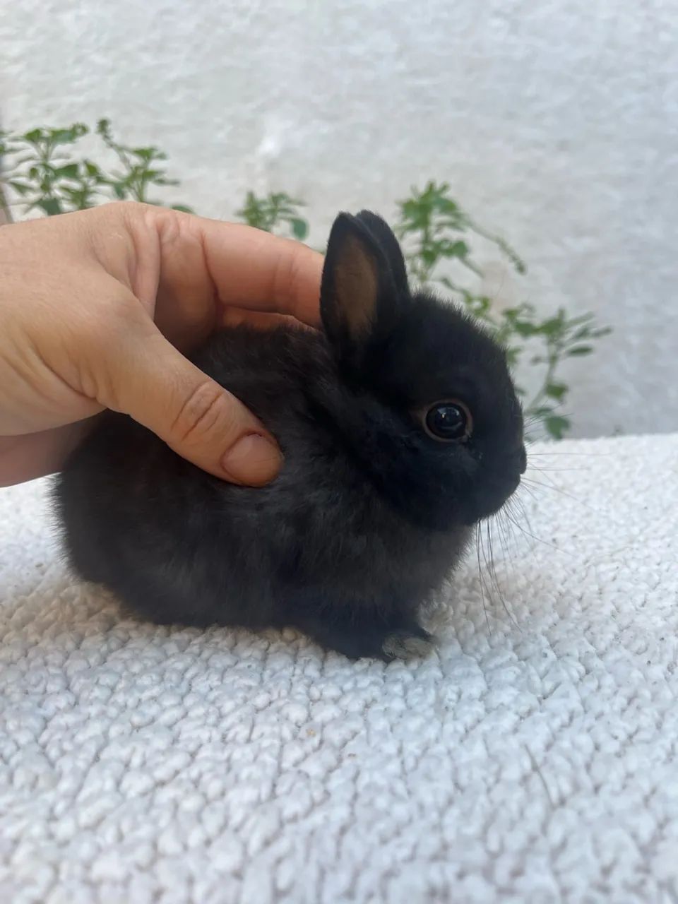 Coelho - Foto 3
