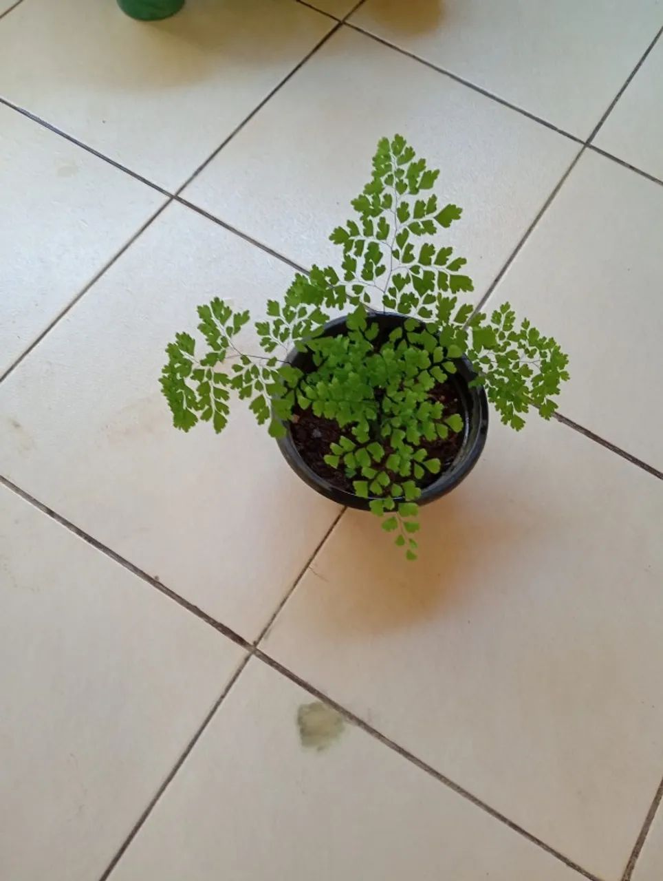 Plantas  - Foto 3