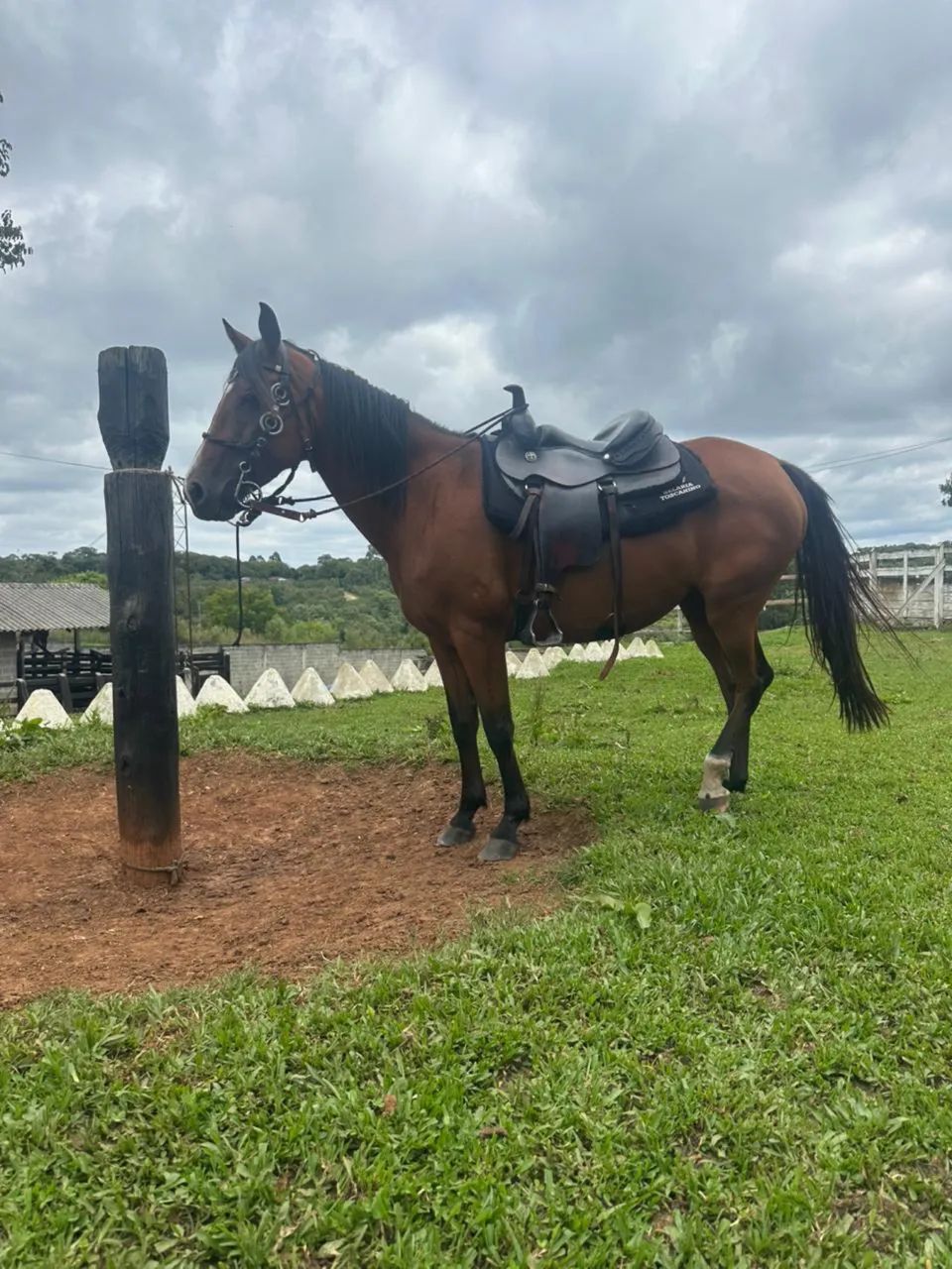 Égua Manga Larga - Foto 2