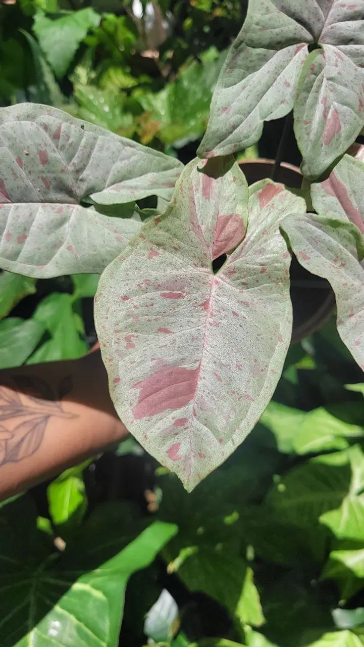 Mudas de Plantas: Aglaonema 