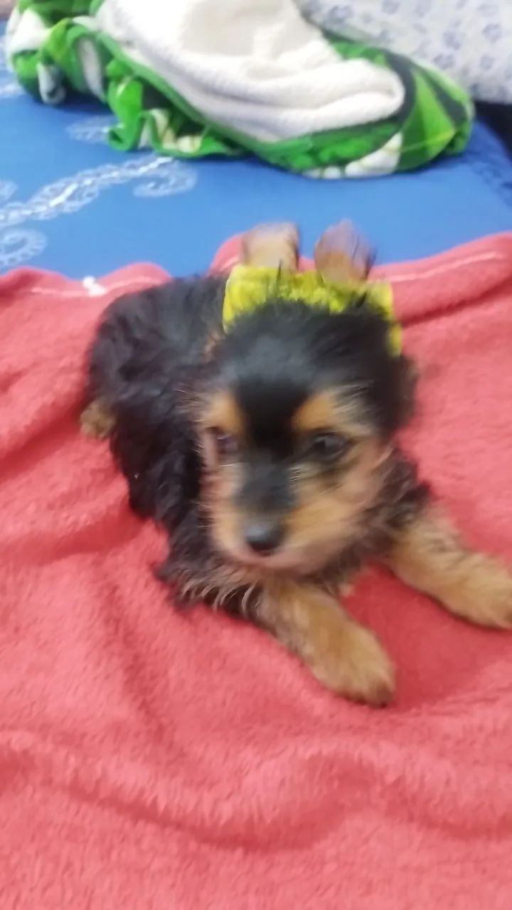 Pet - Foto 3
