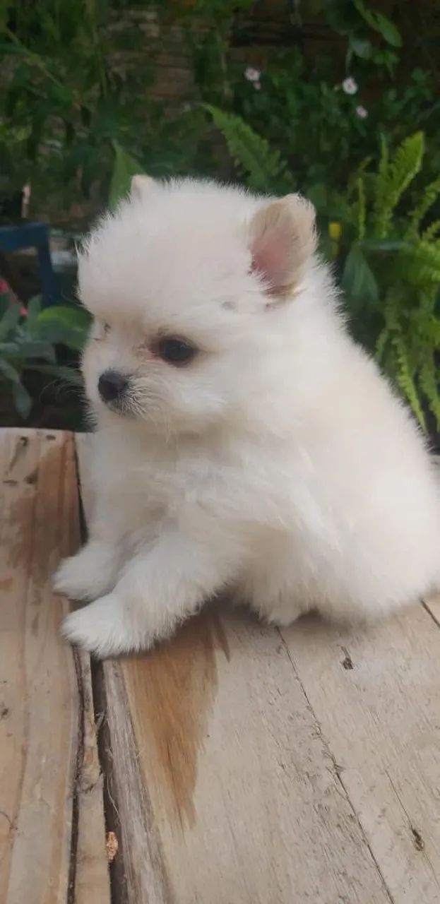 Lulu da Pomeranea anão  - Foto 5