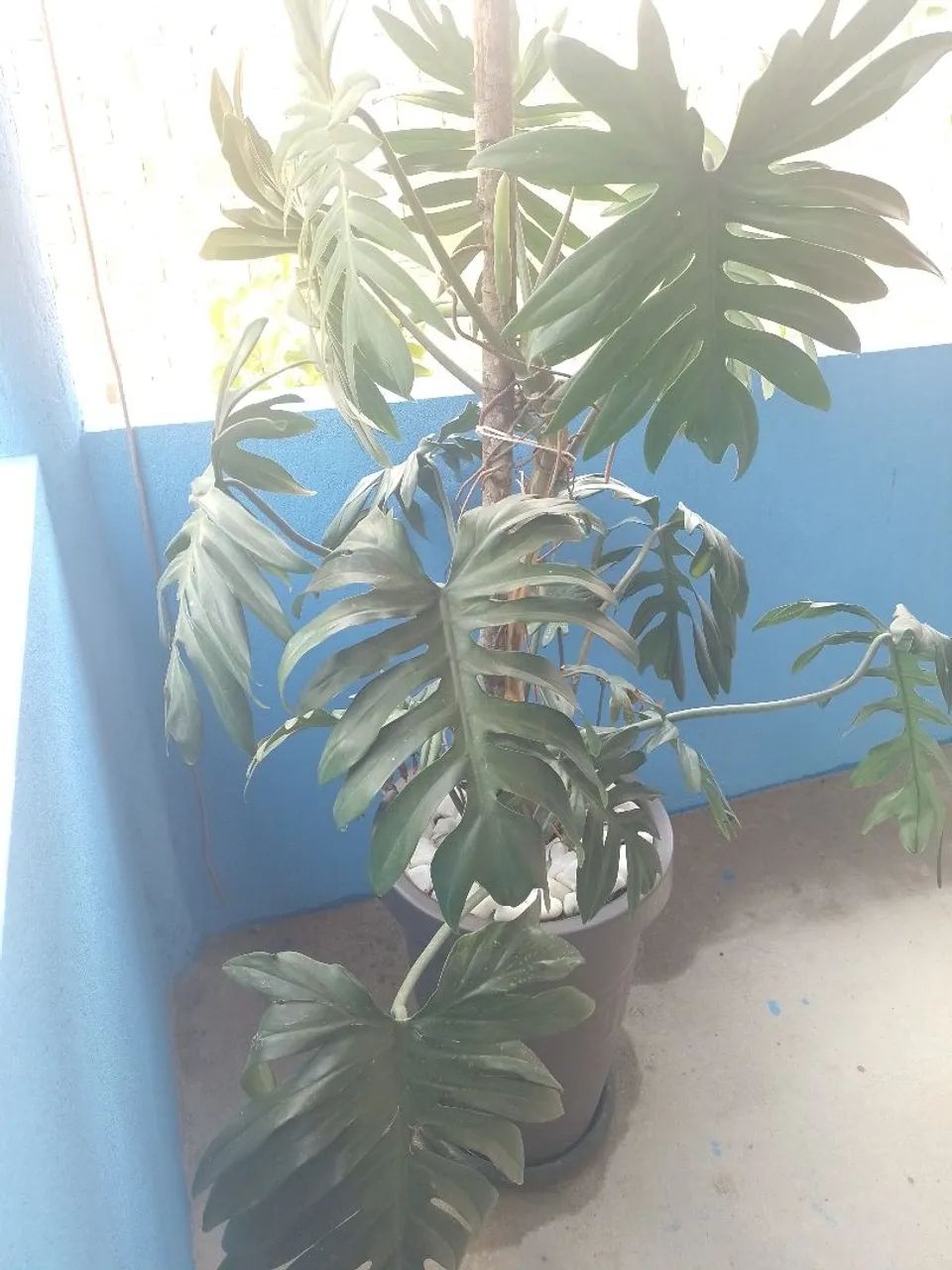 Vaso com planta!  - Foto 2