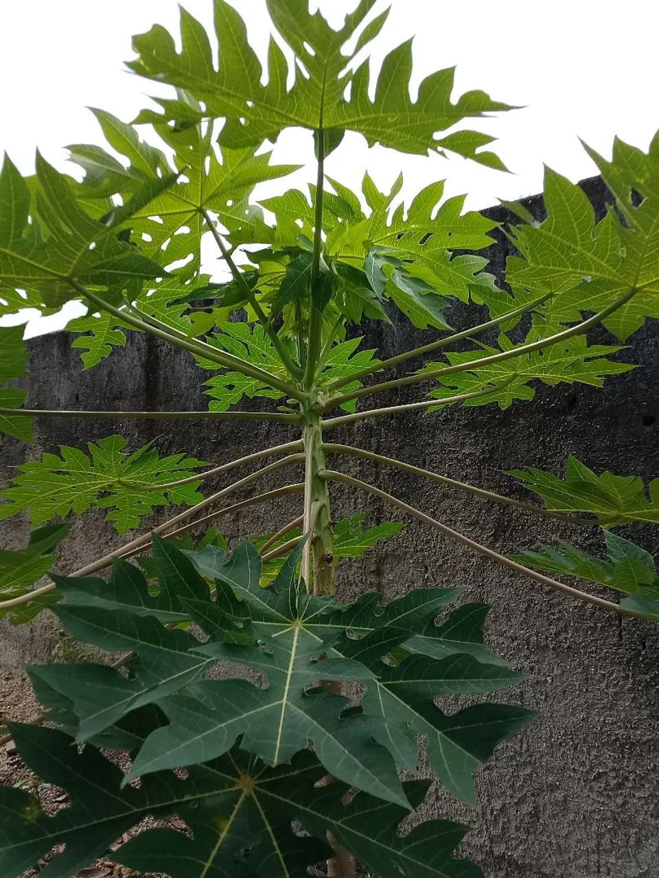 Vendas de adubo de gado - Foto 4