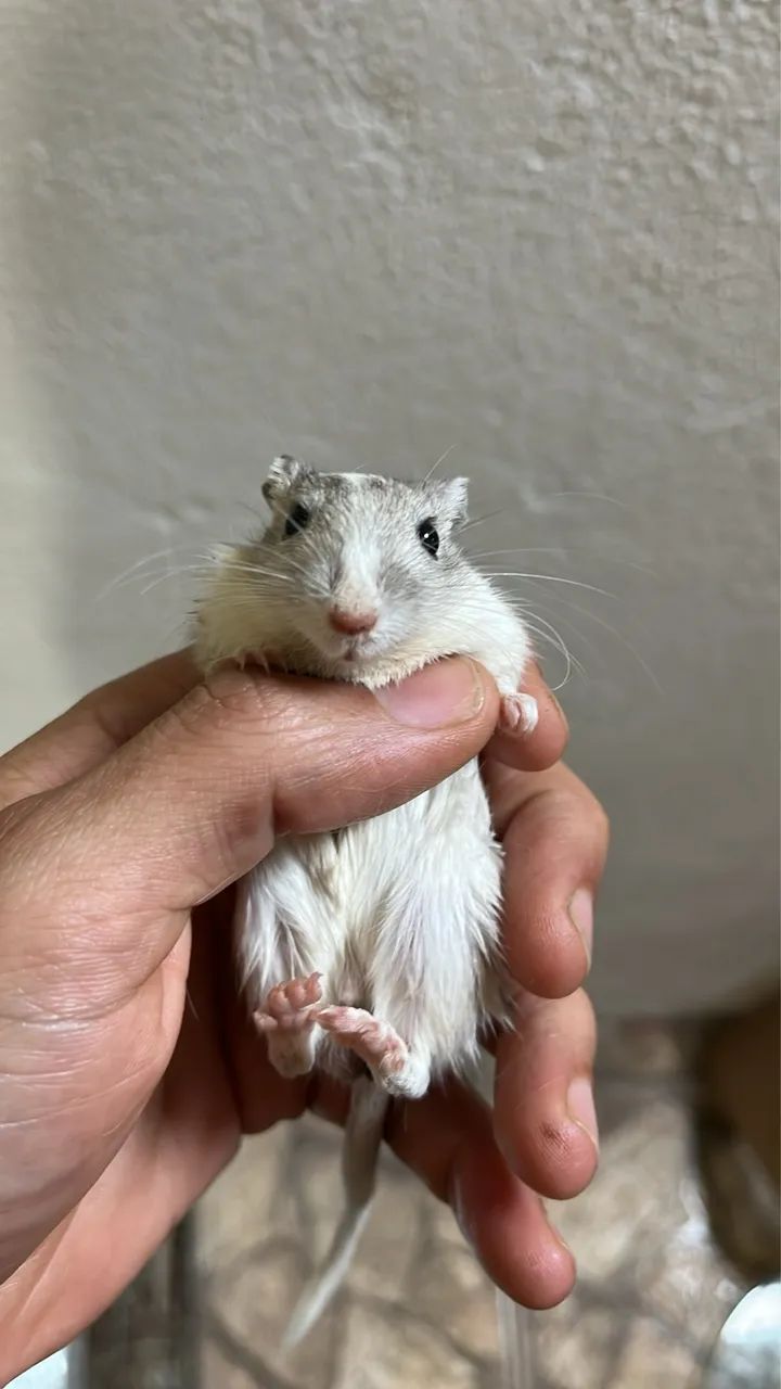 Dois gerbis macho - Foto 2