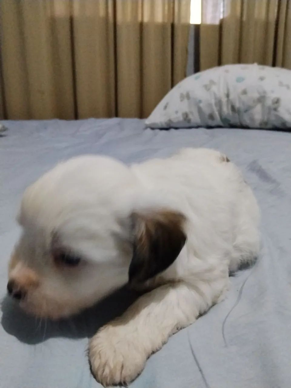 Filhote de Lhasa Apso macho  - Foto 5