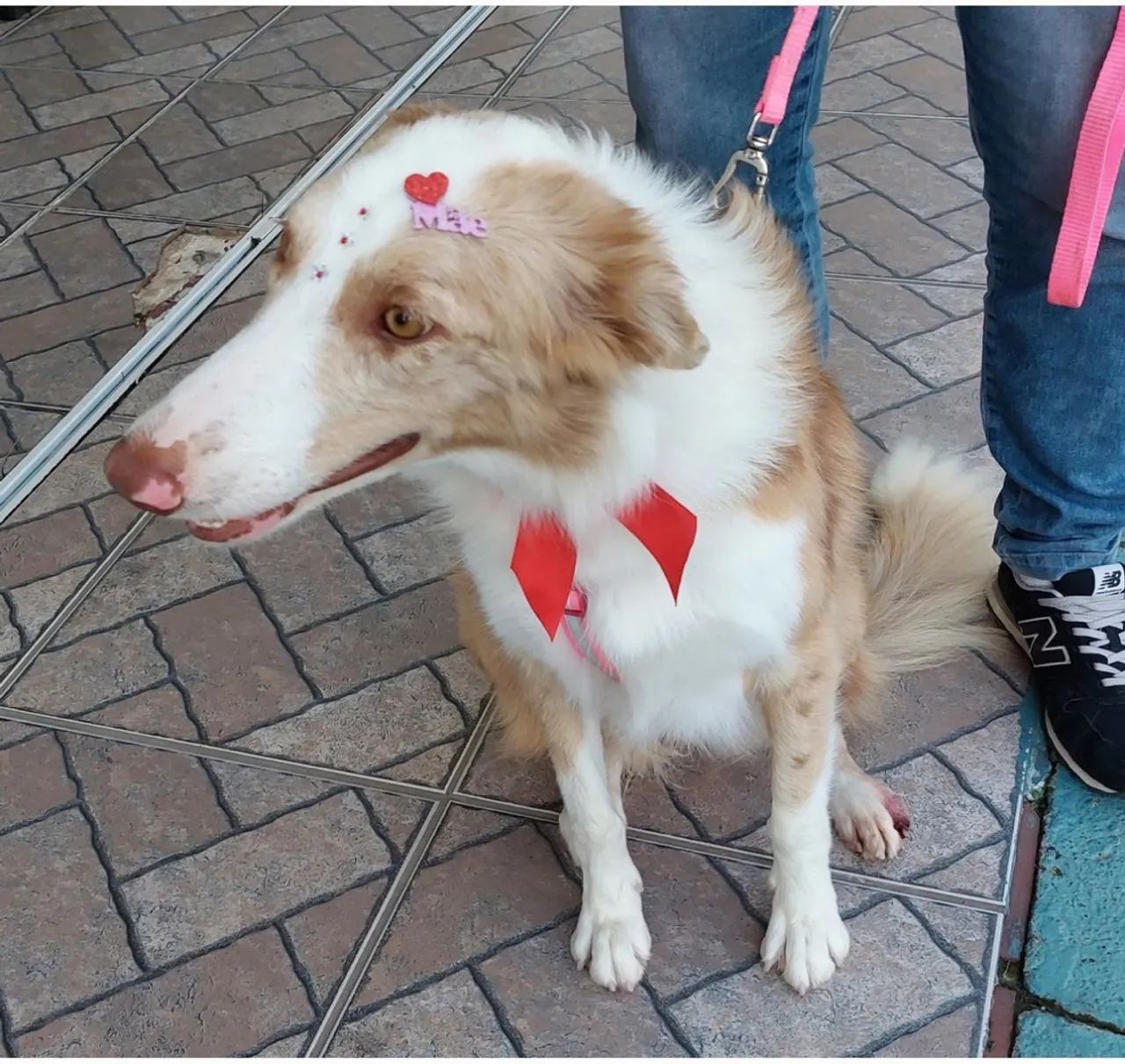 Doa se border collie 