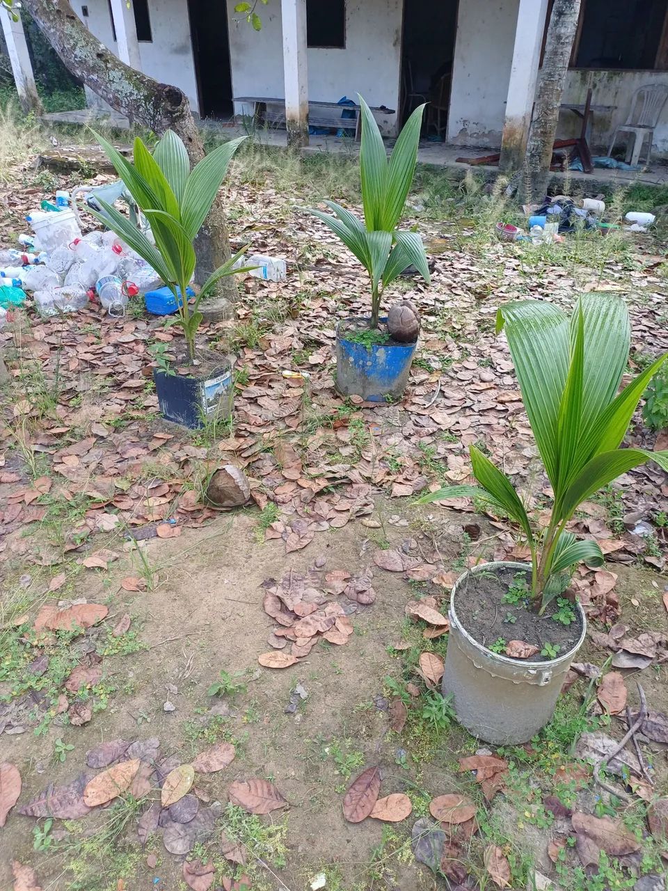 Vende se pe de coco anão  - Foto 4