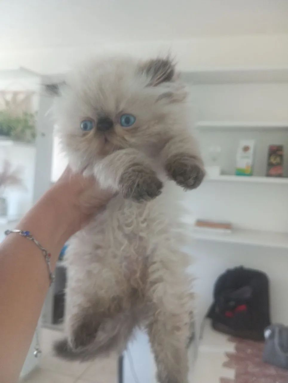 Filhotes de Gato persa  - Foto 3