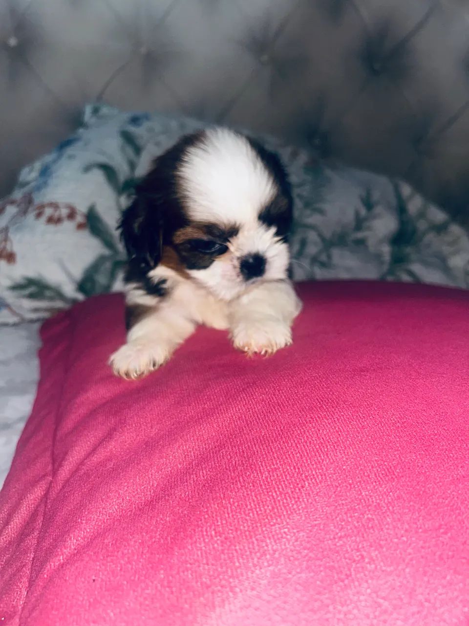 Shih tzu  - Foto 3