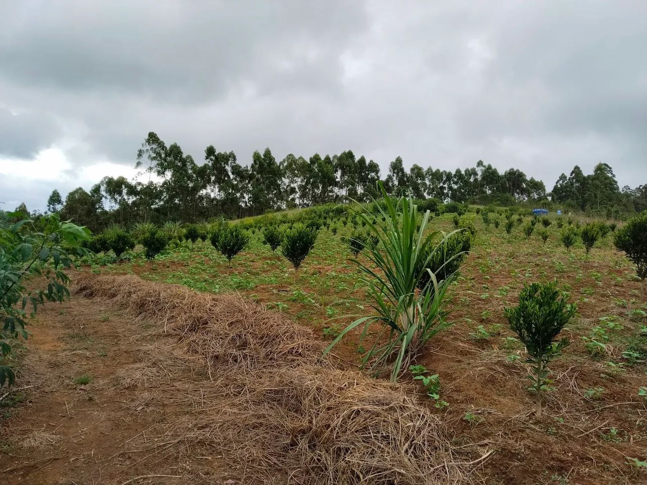 Terreno em Domingos Martins.