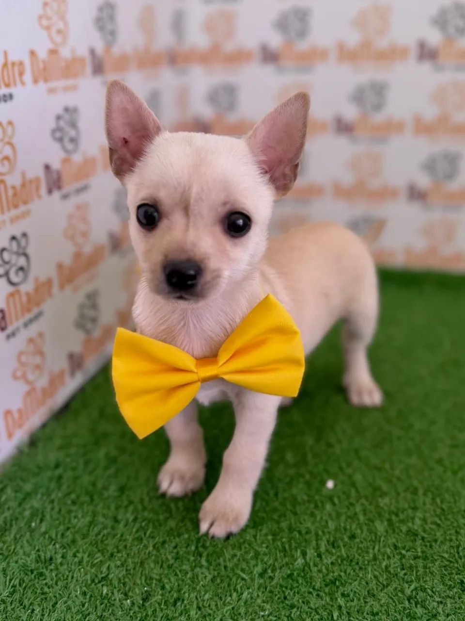 Chihuahua Macho 