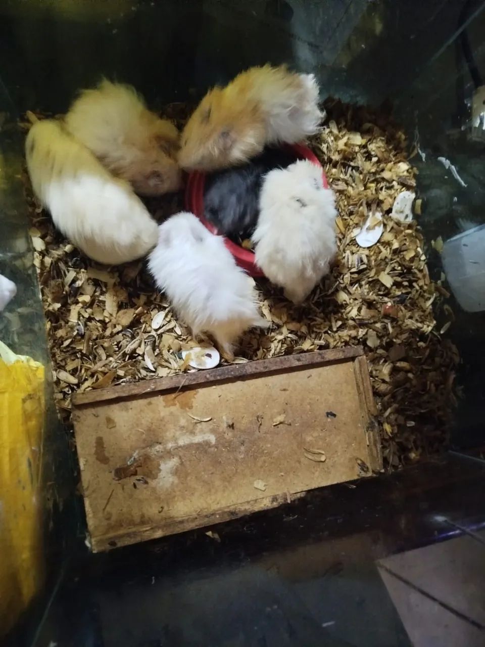 6 Hamsters, adoção de urgência 