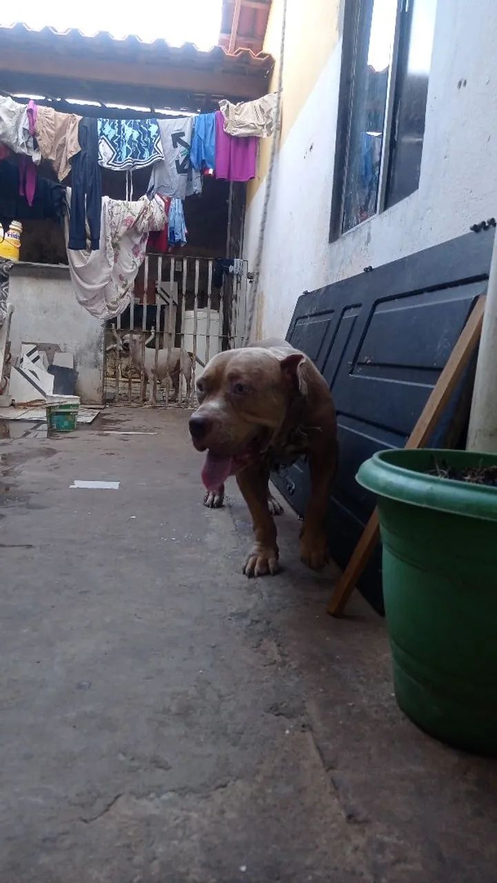 Vendo Pitbull Monsters,por motivos - Foto 3