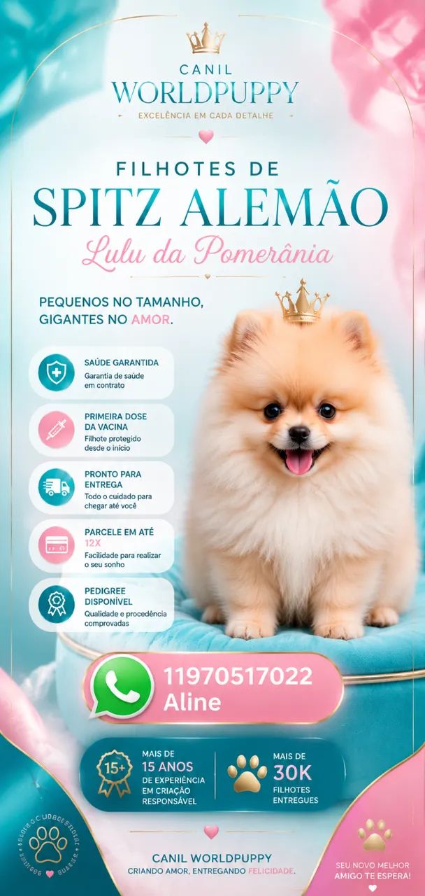 Spitz alemao macho  - Foto 4