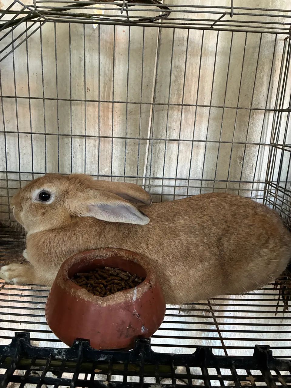 Coelhos - Foto 4