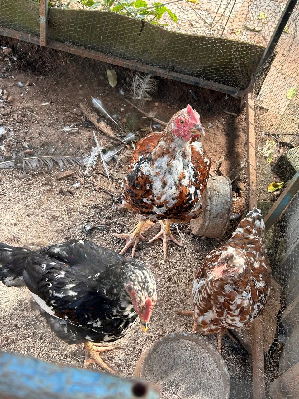 Galinha GSB balão sertaneja da Bahia - Foto 3