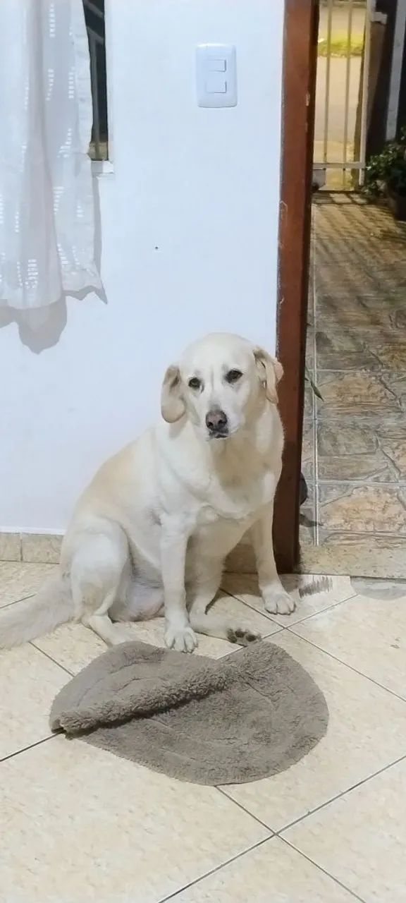 Doação labrador