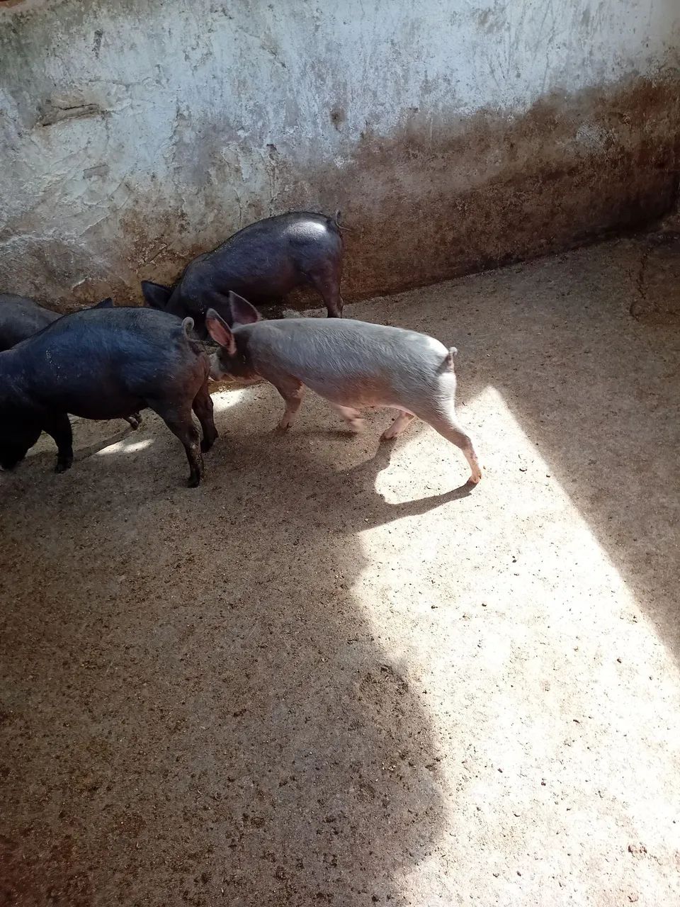 Porcos - Foto 2