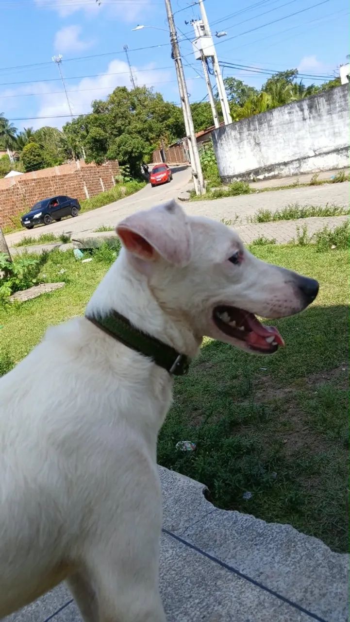 adoção responsavel