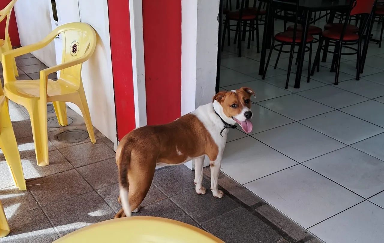 Maravilhoso macho pra  ADOÇÃO  - Foto 5