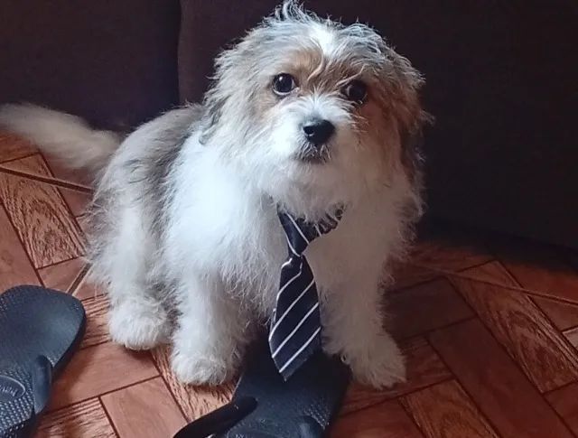 Filhote cachorro - Adoção 