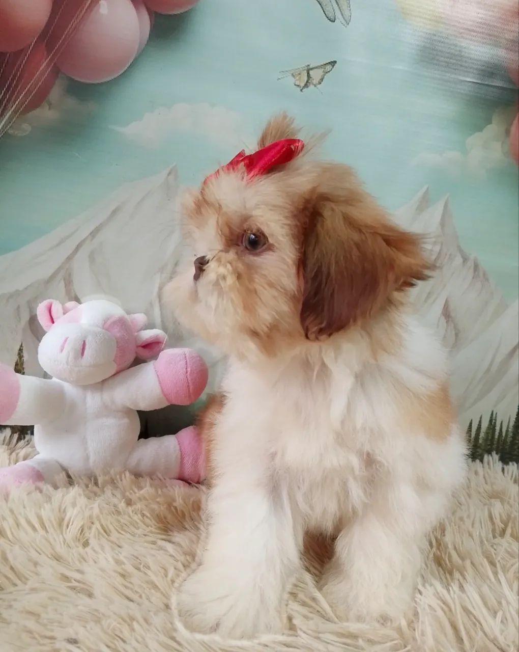 Shihtzu belíssima  - Foto 2