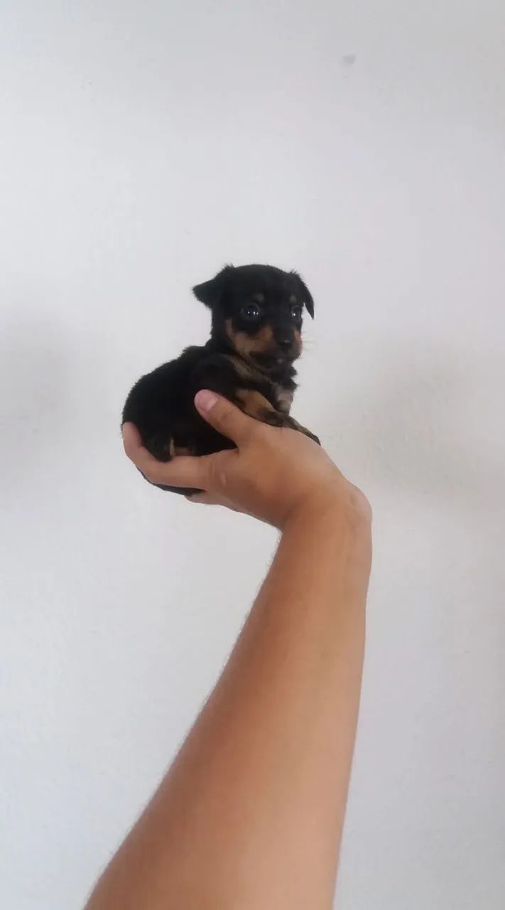 Pinscher miniatura com kit grátis