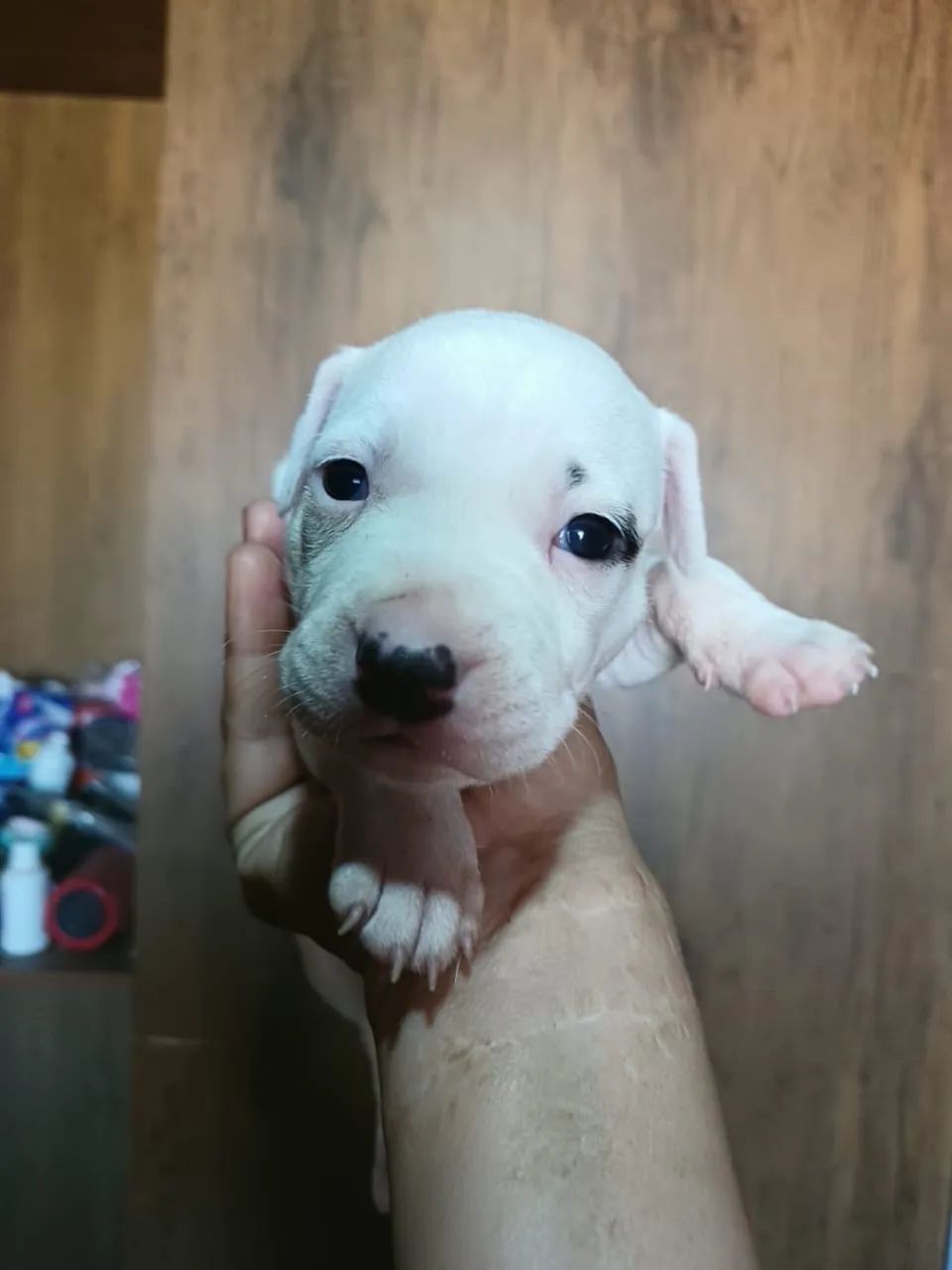 Vende-se pitbull - Foto 4