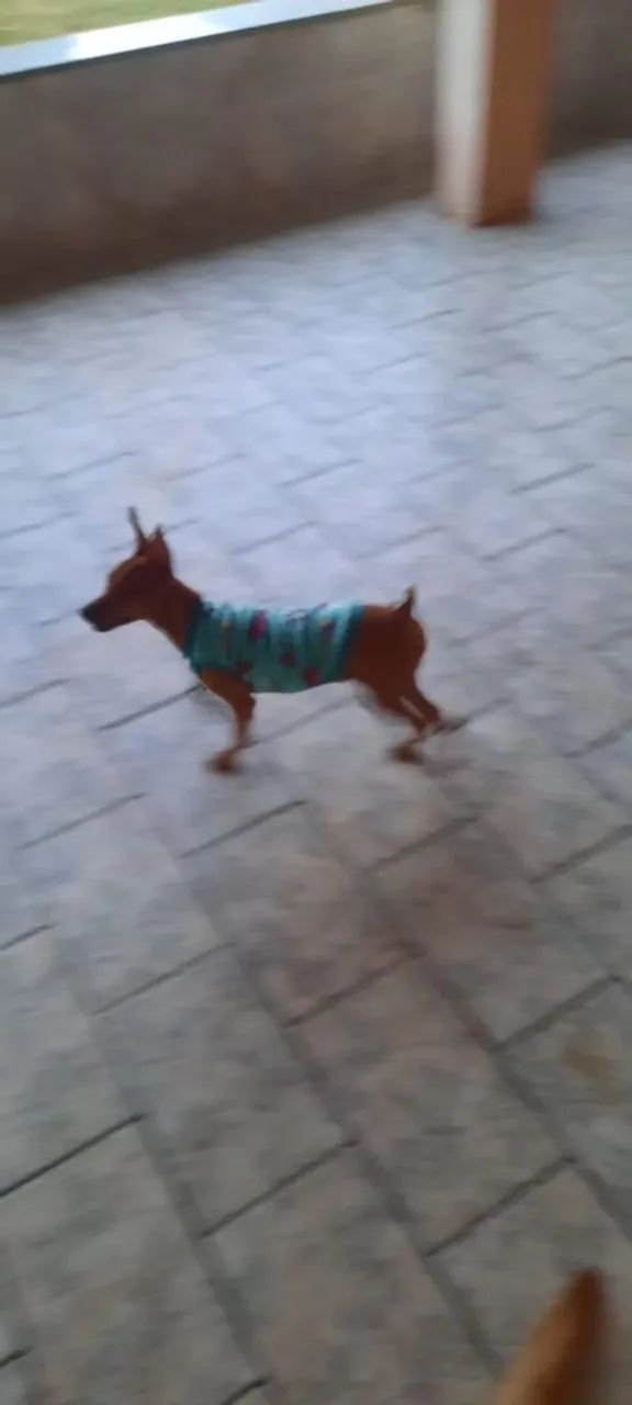 Doação/ Pinscher e labrador  - Foto 2