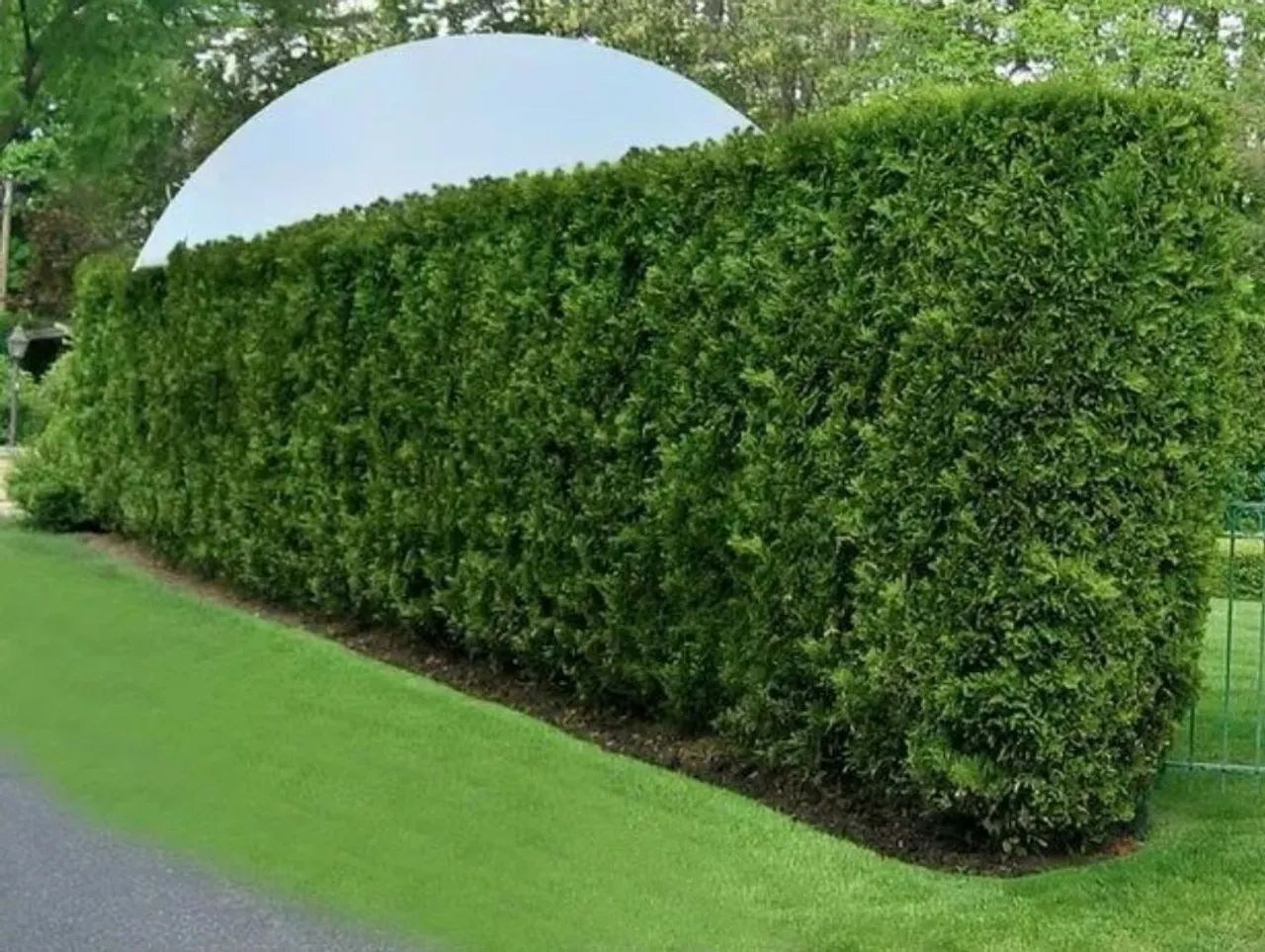 CERCA VIVA OU MURO VERDE MUDAS DE SWINGLEA GLUTINOSA - Foto 2
