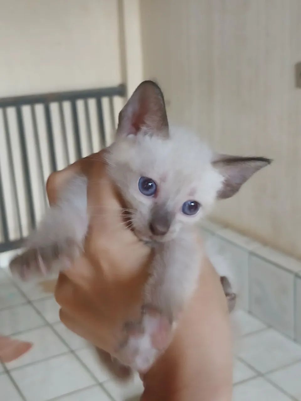 Adoção responsável gato - Foto 2