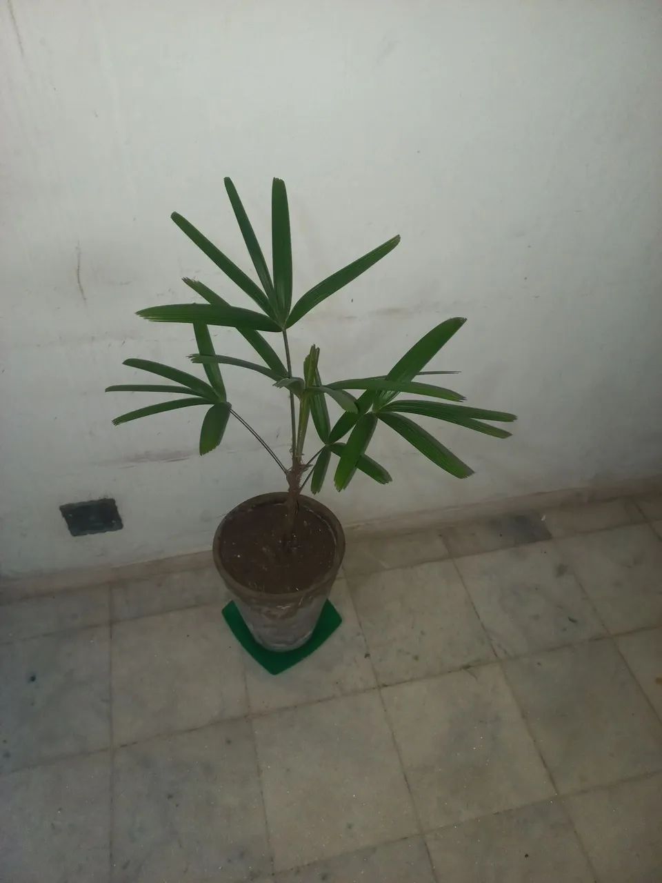 Vasos 10+ com plantas etc