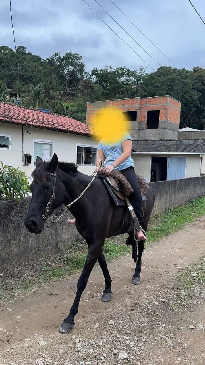 Vendo linda égua mansa e domada  - Foto 2