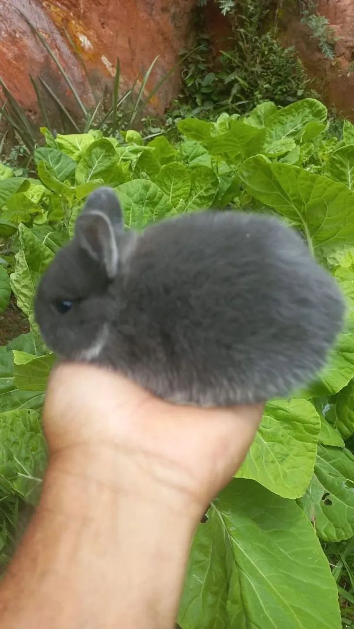 Mini coelho  - Foto 4