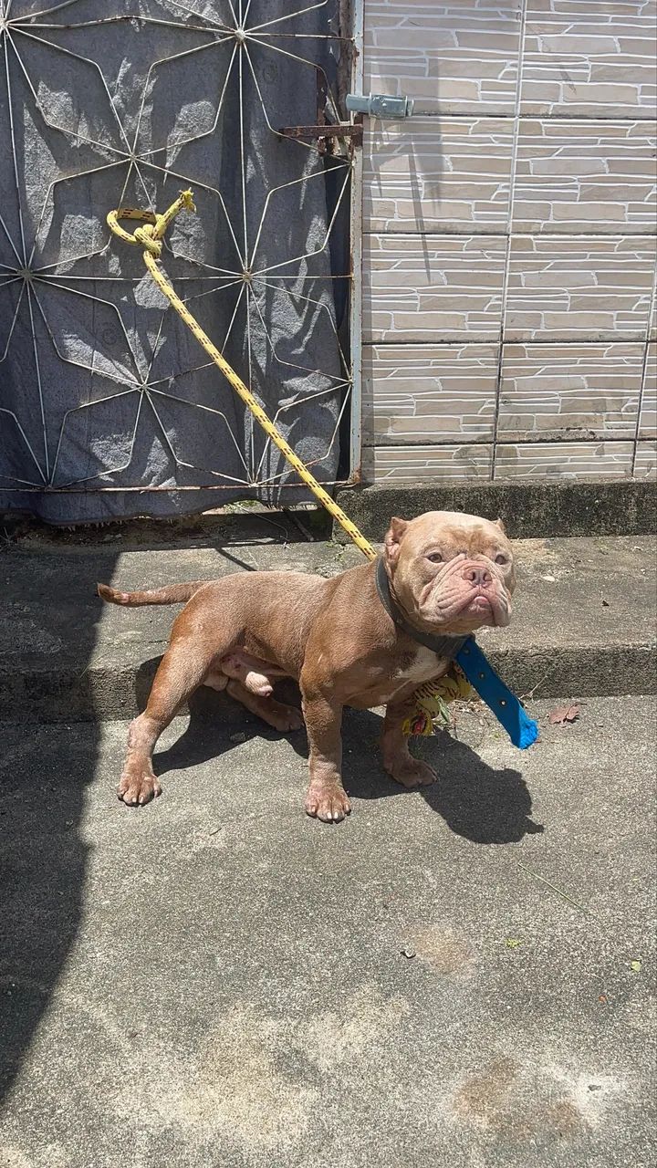 Pitbull American Bully Micro - Foto 4