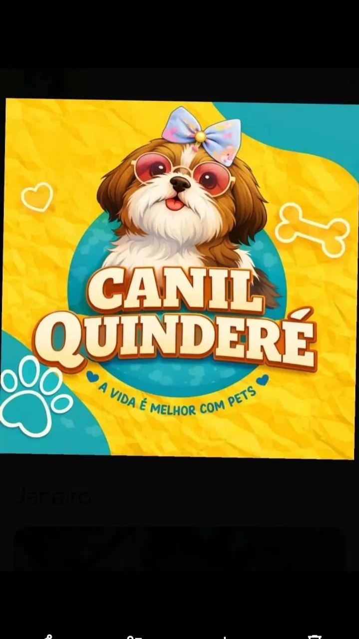 Filhotes de Pug - Foto 5