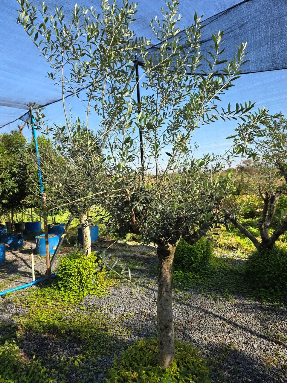 Vendo oliveiras.... - Foto 4