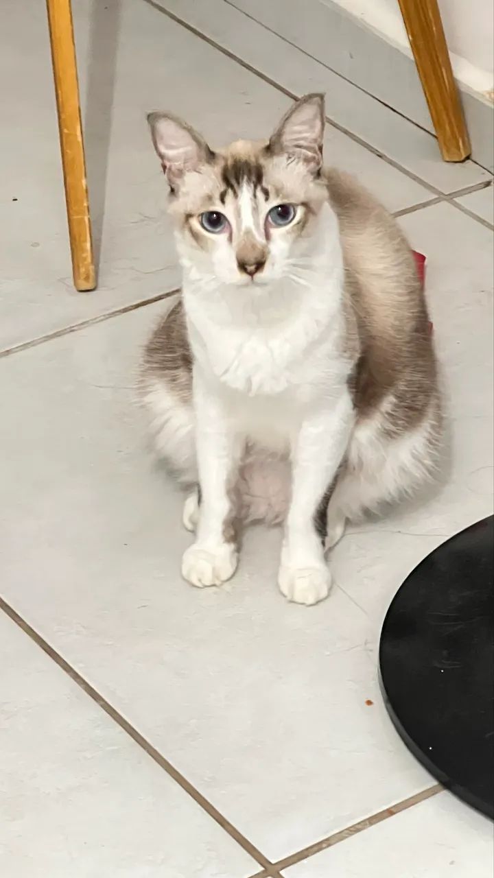Gato para adoção - Foto 2