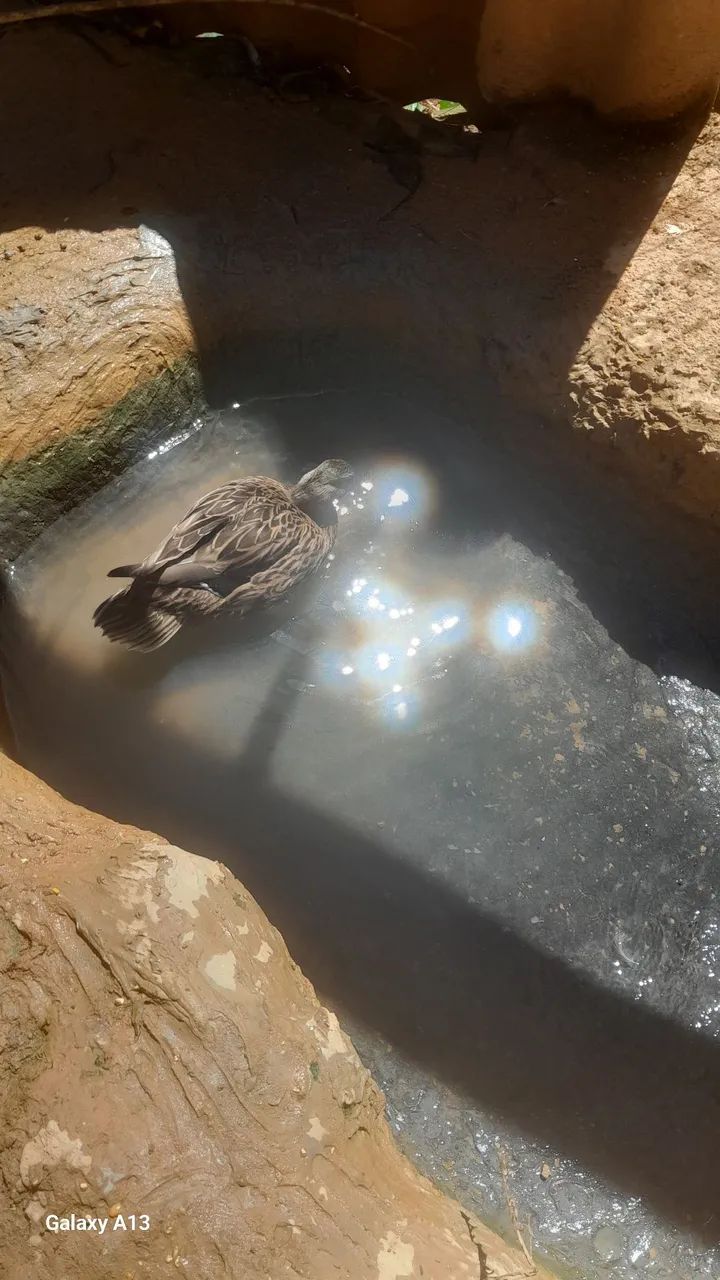 Pato lindo  - Foto 6