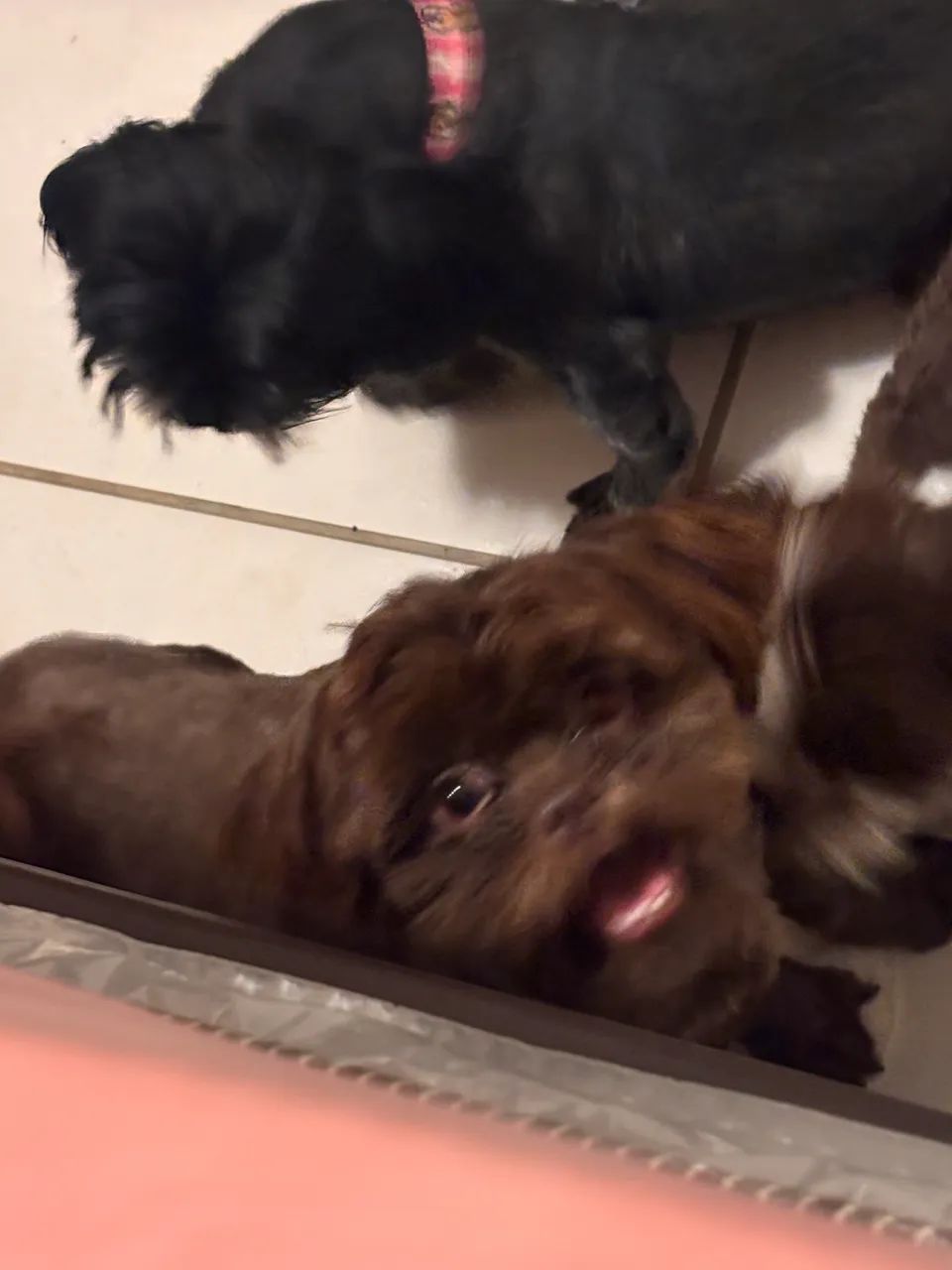 Shih tzu - Foto 4