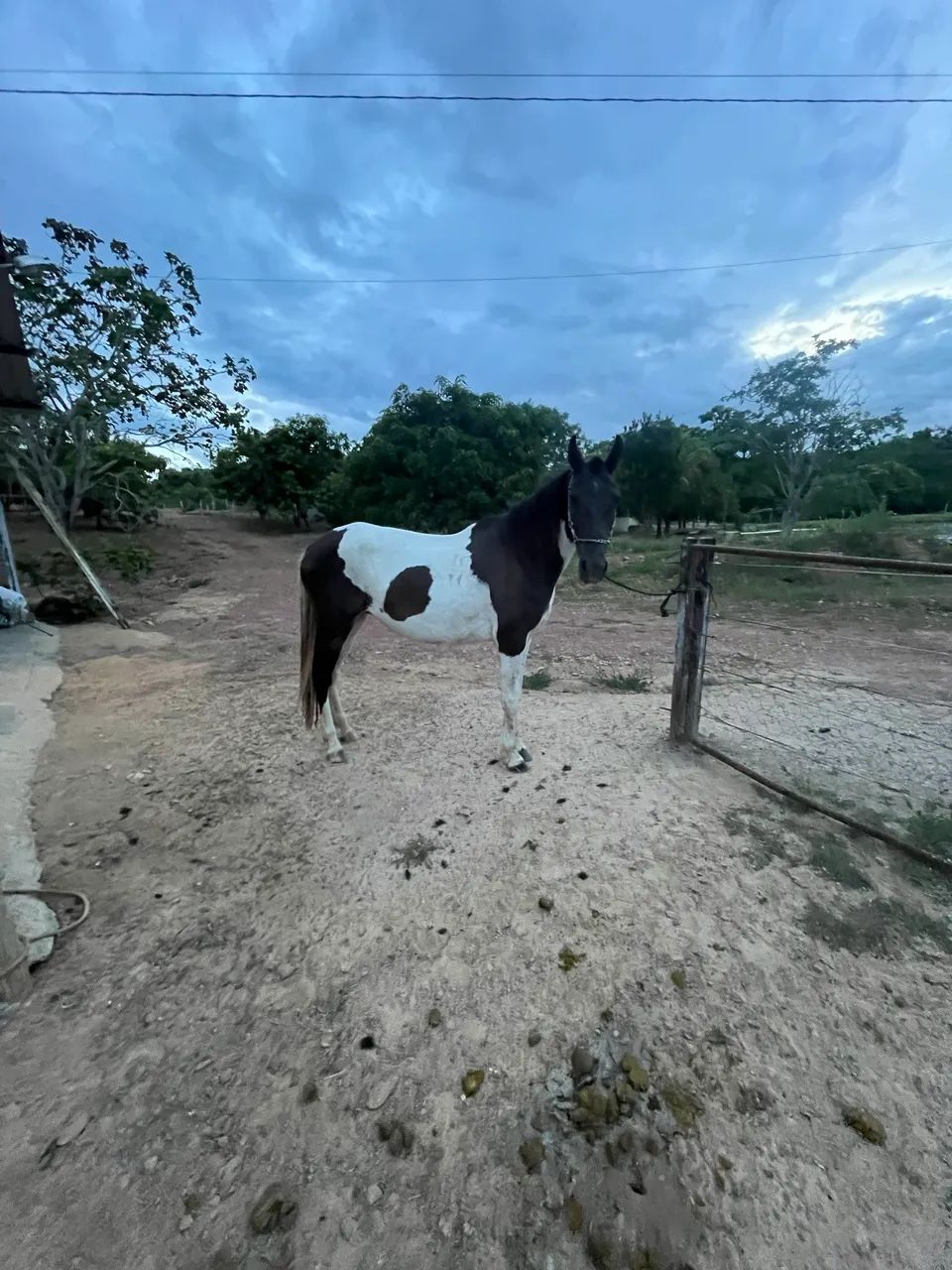 Égua Manga Larga Pampa de Preto  - Foto 5